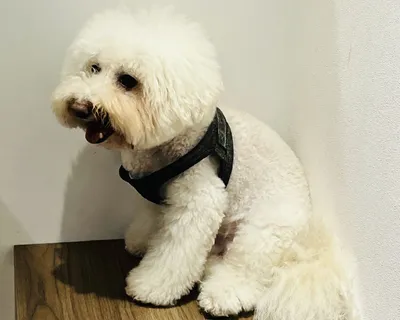 解方販賣機：流浪犬化身狗醫師 打造人犬共好的永續未來